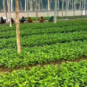 Green Enterprise Accelerator